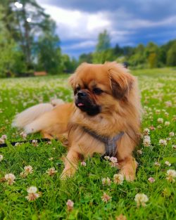 Bred as excellent guards, Tibetan Spaniels today perform mainly as companions.