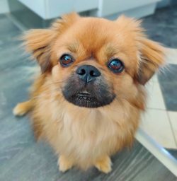 The colors of the Tibetan Spaniel can be very diverse – from light cream shades to almost  ...