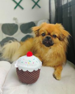 The position of the head gives out the “royal” pedigree of the breed. A head with a  ...