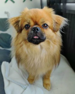 The dog needs daily active walks, preferably without a leash, so that the dog can run well.