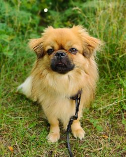 In a private house, the Tibetan spaniel will also feel good, but life in an aviary is simply con ...