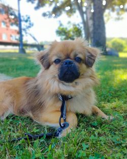 This breed is perfect for living even in a small apartment.
 