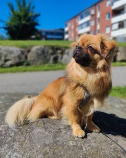 Tibetan Spaniel ear and eye care is standard. At least 1–2 times a week, the owner should examin ...