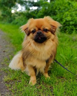 After washing, be sure to dry the dog’s coat with a hair dryer or generally give preferenc ...