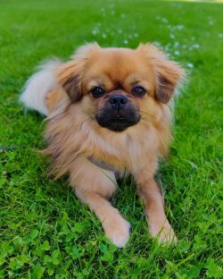 Attention should be paid to the spaniel’s claws. Especially when it comes to a puppy. Claw ...