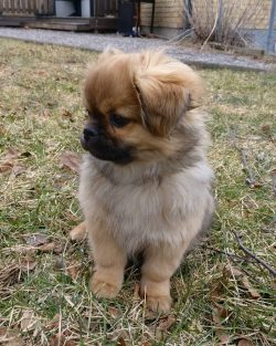 A standard tobby haircut is not required, but if the growing hair at the paw pads begins to inte ...