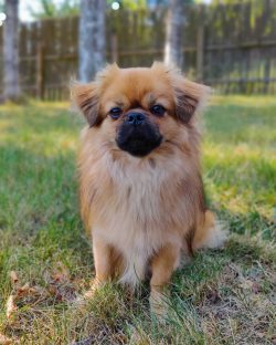 Comb the hair of Tibetan spaniels with a special soft brush, paying special attention to the und ...