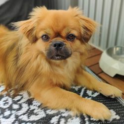 With insufficient care, these dogs are also susceptible to many skin infections, the treatment o ...