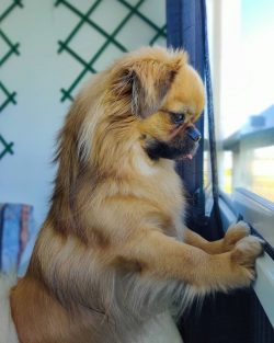 Tibby is affectionate with the inhabitants of his home. Children are treated with care. They do  ...