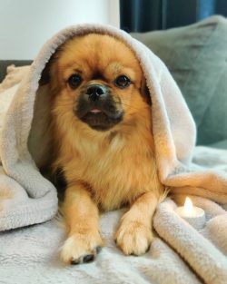 Spaniels from Tibet are able to relieve stress and tension in humans. They have been compared to ...
