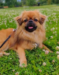 Thanks to the breed’s past, in which tibbies were outside in any weather, they do not free ...