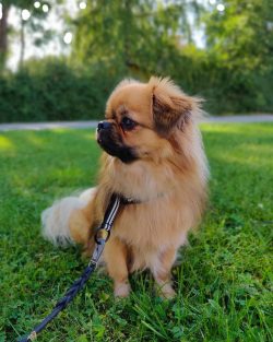 Patient, hardy, can withstand long walks. These dogs will not be able to sleep all day near a pe ...