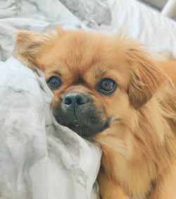 Most often they play the role of a pet, but they can notify the owners of the violation of the t ...