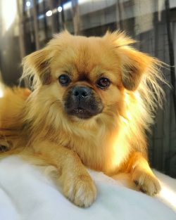 The body of a Tibetan spaniel holds the spirit of a large watchdog.
 