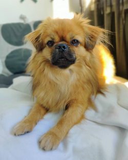 The Tibetan Spaniel or Tibbi is an ancient breed native to Asia. Representatives are distinguish ...