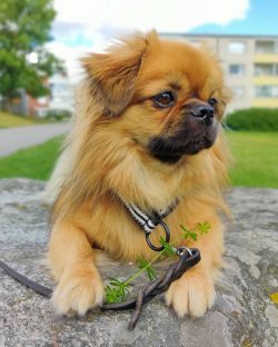 In an urban environment, when there are many people and animals around, it is difficult to ensur ...