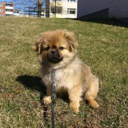 Tibetan spaniels love to walk long and productively. In addition to daily walks to cope with nat ...