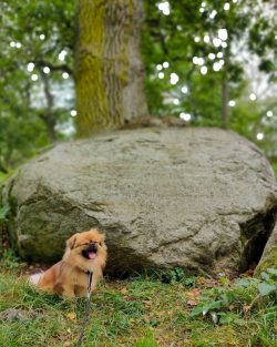 A Tibetan spaniel puppy is socialized after vaccination-related quarantine.