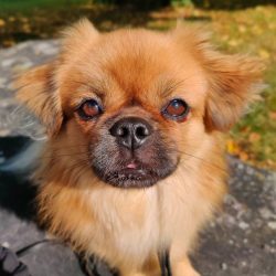 Dry food for small breeds is selected according to the needs of the dog. Tibetan spaniels do not ...