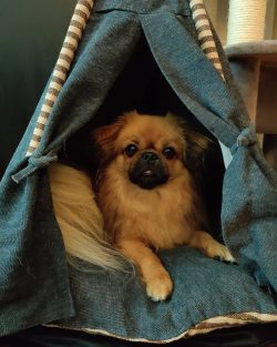It is advisable to regularly take tests and undergo examinations in veterinary clinics in order  ...