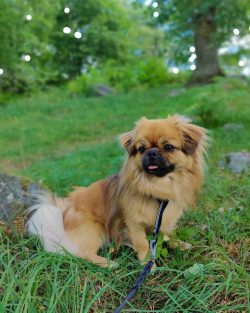 The silky coat is the pride of the Tibetan Spaniel. They do not have much shaggy, but regular br ...