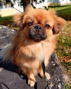 Tibetan spaniels live up to 18 years. This is due to the good health of breed individuals.
 