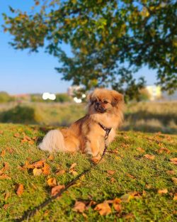 A washed dog must be dried with a hairdryer in winter. The airflow is directed along with the gr ...