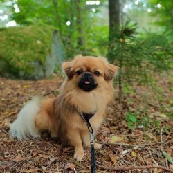Means for fleas and parasites in drops are applied to the withers every few months.