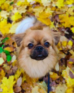 The Tibetan Spaniel made it to the list of dogs with average learning ability. This means that i ...