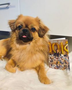 The Tibetan Spaniel made it to the list of dogs with average learning ability. This means that i ...