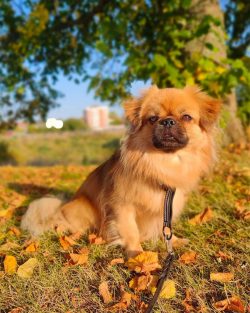 Tibby’s training appears early. The owner will have to make an effort to make the pet obed ...