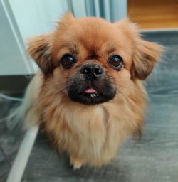 They are thinking dogs with high intelligence. They tend to make decisions on their own, and the ...