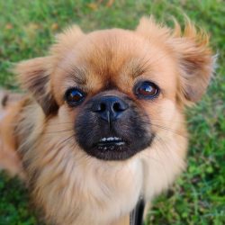 This breed is characterized by obstinacy and willfulness.