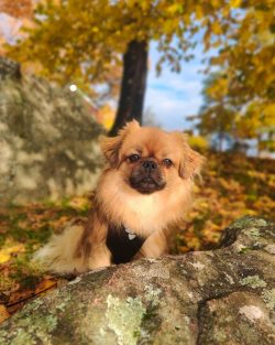 Tibetan spaniel is not cut. After shaving, which is popular with wearers in hot seasons, the qua ...