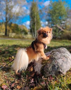 When Europeans found out about them, Tibetan spaniels served as companions to monks in monasteri ...