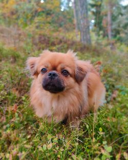 You need to walk on a leash to avoid escape. They love to wander and not listen to the owner at  ...