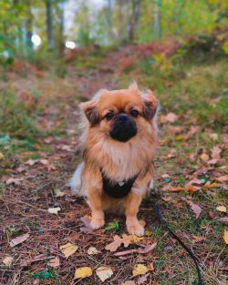 Love family and attention, Tibetan Spaniels are not recommended for families where they will not ...