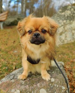 Tibetan spaniel has a predisposition to diseases of the cardiovascular system, skin and allergic ...