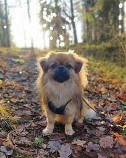 Dogs from Tibet may differ in appearance, but they all have a double coat that protects them fro ...