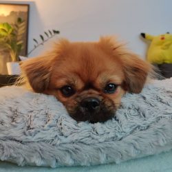 The nose is flat and black, the eyes are wide apart. They are oval and dark brown in color, clea ...