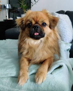 Tibetan spaniels are oblong in size, longer than tall. This is a small breed, at the withers up  ...