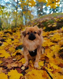 In 2015, in the United States, they ranked 104th in popularity, out of 167 breeds, and in 2013 t ...