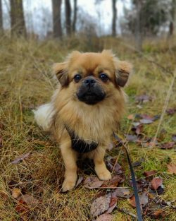 In 1965 the number of registered dogs rose to 165. Despite the efforts of the breeders, the numb ...