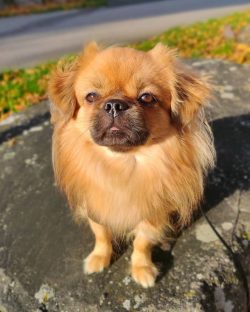 In 1957, the Tibetan Spaniel Association (TSA) was created, through whose efforts in 1959 the br ...