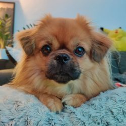 This is an independent and agile breed, they are even compared to cats. Despite the short legs,  ...