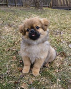 The Tibetan Spaniel loves to be part of the family and is quite happy living in an apartment.