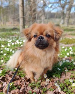 Modern Tibetan spaniels still behave like sacred dogs, they love people, respect them, but they  ...