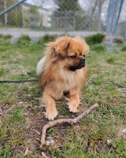 The Tibetan Spaniel is not a classic European hunting spaniel. In fact, this is not a spaniel at ...