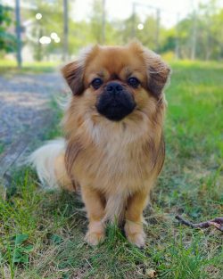 They are friends with children, but like all decorative dogs, only if they respect them.
 