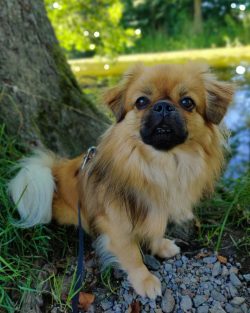 Modest, well mannered, at home, the Tibetan Spaniel changes on the street. Independent, he can b ...